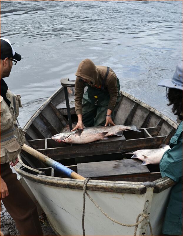 Puerto Montt - river fishing 2